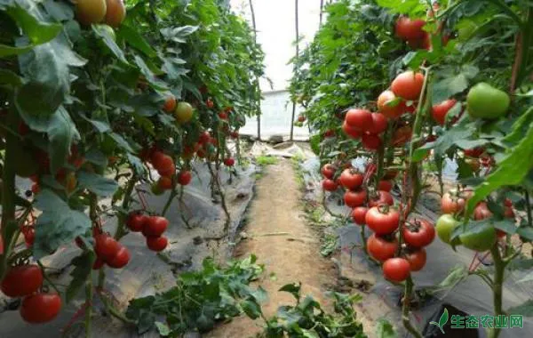 大棚西红柿如何促高产？