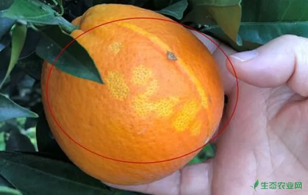 柑橘油斑病的田间症状、诱发原因及预防措施