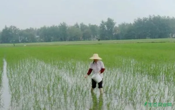 水稻施肥时间，水稻施肥技术