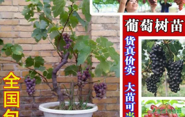 盆栽葡萄越冬要留意什么？
