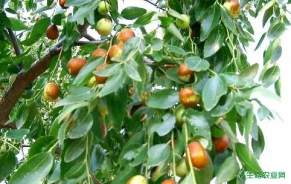 防治枣树茎腐病全面的方法是什么？