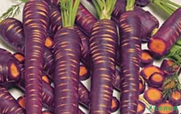 紫萝卜的功效与作用及禁忌，紫萝卜营养价值