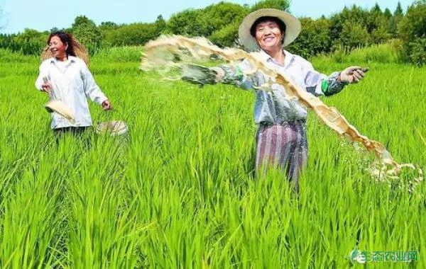 水稻高产施肥要点