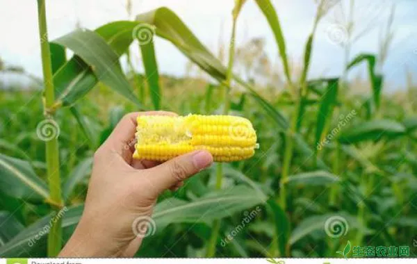 如何对玉米进行叶面喷肥