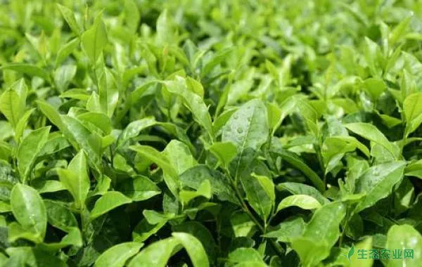 茶树长白蚧有哪些为害？农户们该如何防治？