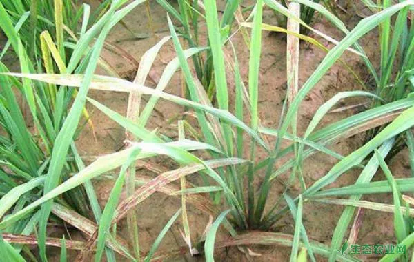 水稻缺素症的症状诊断及防治方法详细介绍
