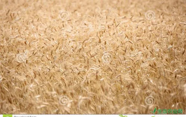 小麦咋进行底肥施肥？