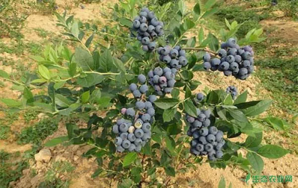 蓝莓什么时候施肥，蓝莓施肥技术