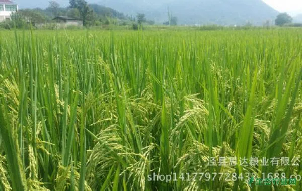 水稻灌浆结实期遭遇异常天气的解决方法