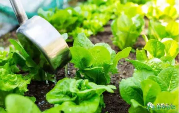 给蔬菜补充锌肥的作用是什么？