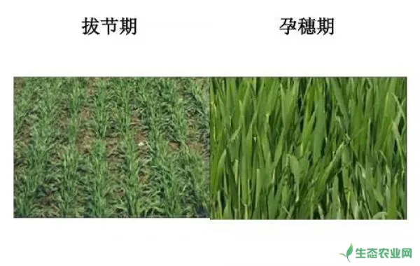 小麦拔节孕穗肥怎么施用才算好？