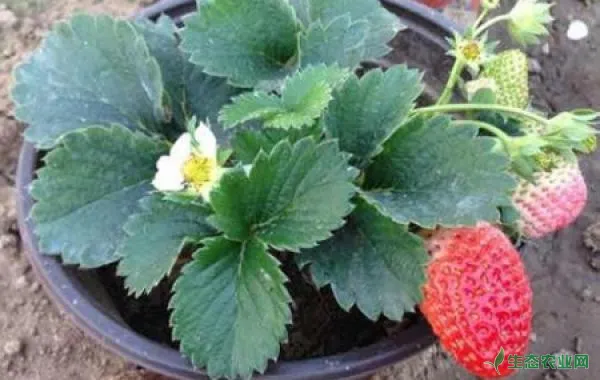 盆栽草莓怎么浇水