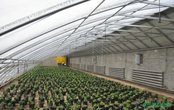 日光温室蔬菜敞穴施肥新技术都有啥？