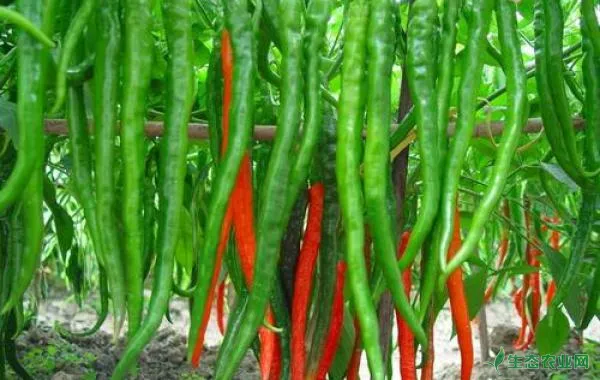 想让辣椒高产该如何进行肥料施用？