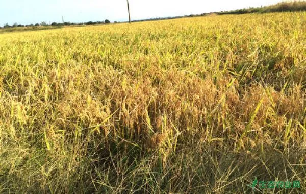 危害水稻田的杂草有哪些？如何除草？