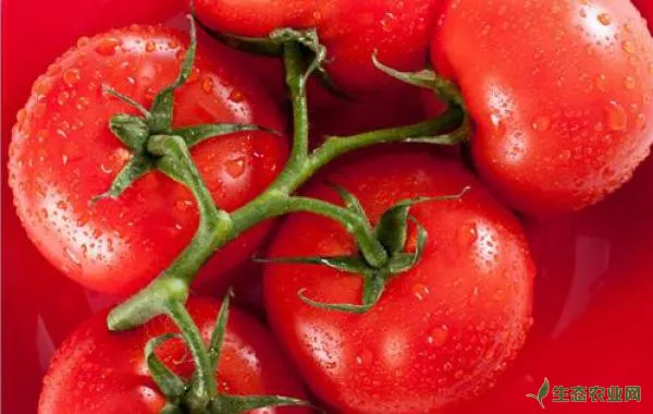 预防西红柿着色不正常的方法