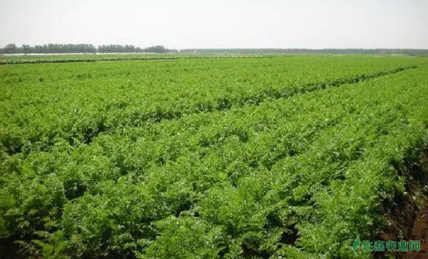 胡萝卜种植的田间管理技术