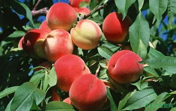 桃树缺锰症的为害症状、发生原因及防治措施