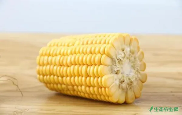 玉米为什么会红苗？玉米红苗防治方法都有哪些？