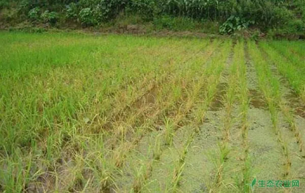 水稻死苗原因及防止措施