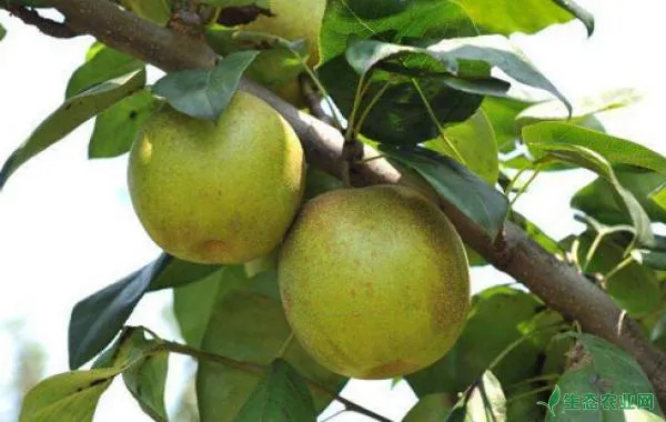 梨树大食心虫的特征习性、发生规律及综合防治措施