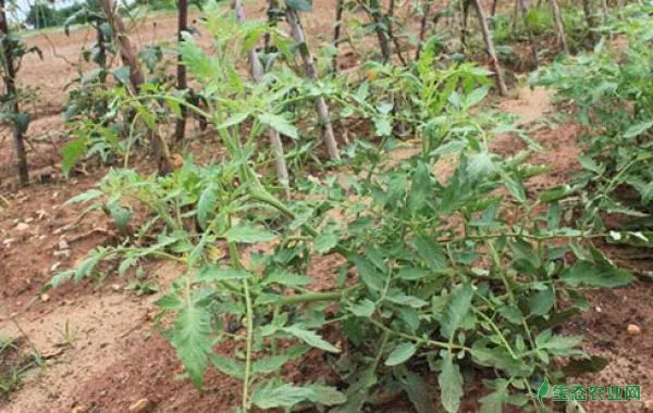 春栽番茄僵苗的发生原因及预防措施详细介绍