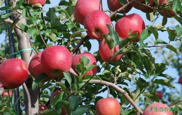 苹果果锈病的症状表现、发病原因及防治方法
