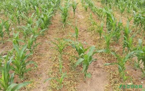 玉米除草剂什么时候打？什么时候玉米地土壤封闭除草？