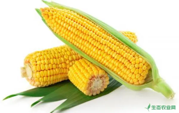 什么是玉米的隔行去雄