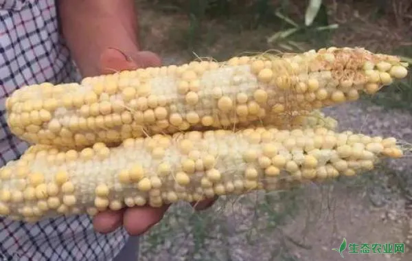 玉米缺粒秃尖为哪般呢？