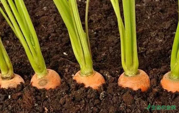 胡萝卜怎么种，胡萝卜科学种植技术