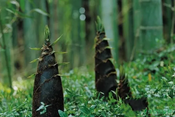 竹子人工种植方法，