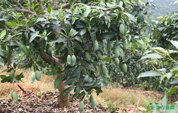 芒果裂果是什么原因，农户们该如何防止？