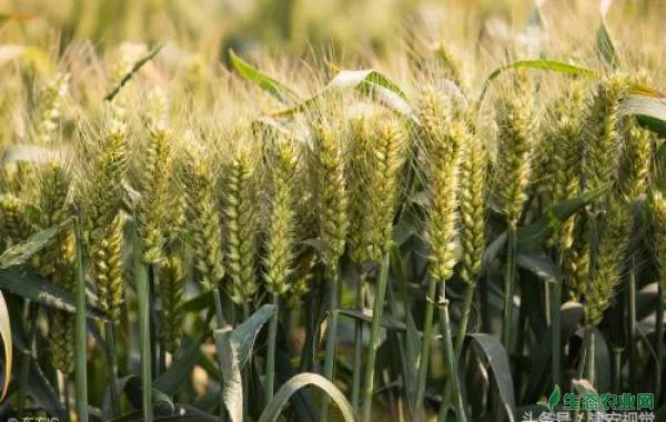 小麦干热风该咋有效的进行防治？