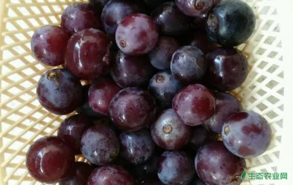 如何给葡萄巧用肥？