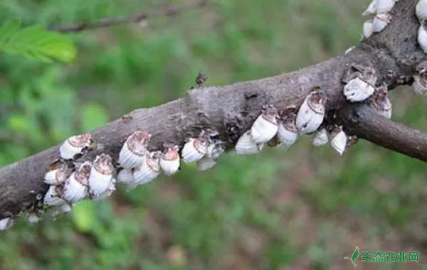 果树介壳虫的农业、化学及生物防治措施