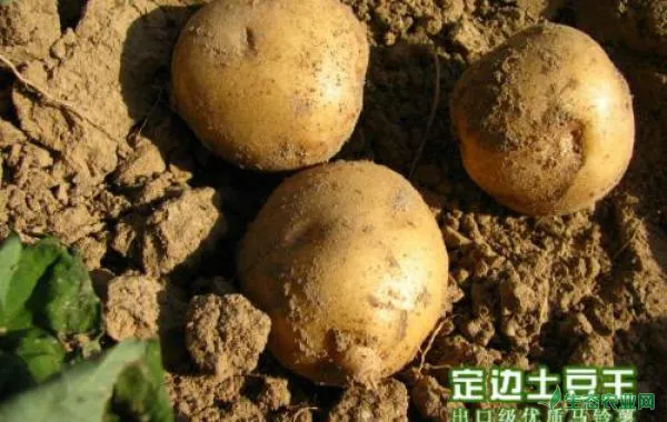 马铃薯籽种如何保存？