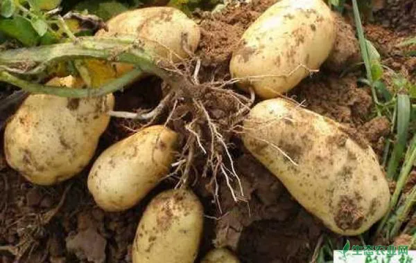 土豆春季高产栽培要点