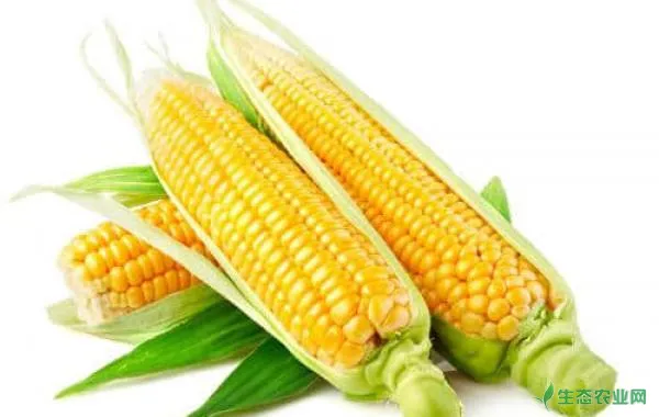 玉米施肥只要掌握好要点，就能提高肥料利用率