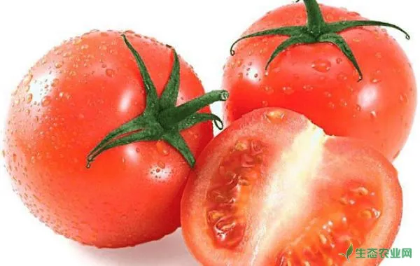 西红柿出现花斑是怎么回事？西红柿花斑的防治措施