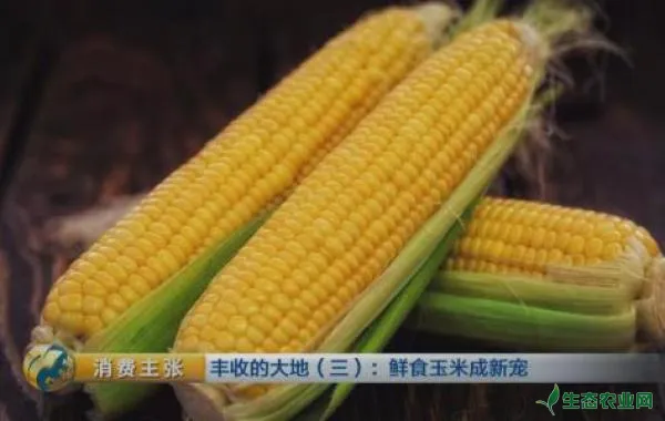 栽培鲜食玉米要注意哪些方面？