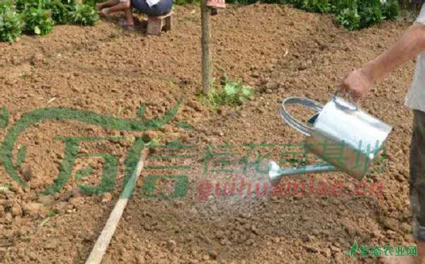 种植桂花如何测试土壤酸碱度？