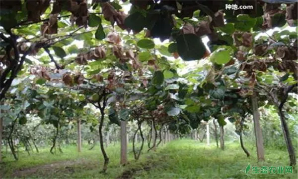 怎么种植猕猴桃，猕猴桃种植有哪些注意事项