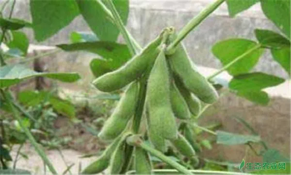大豆种植中需注意的几个问题
