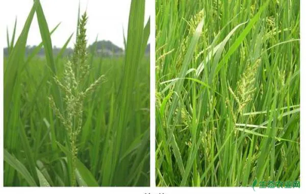 水稻田病虫害的农药制剂如何选用？