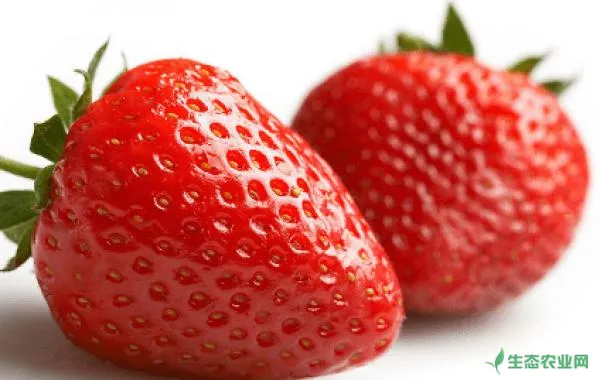 盆栽草莓怎样管理？浇好水是关键