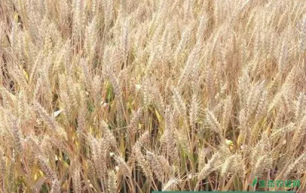 小麦冬前化学除草注意啥？