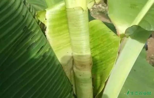 防治香蕉叶斑病用啥农药？