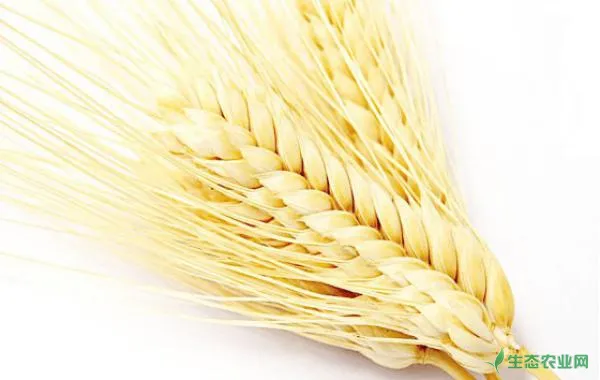 如何才能防治小麦白粉病