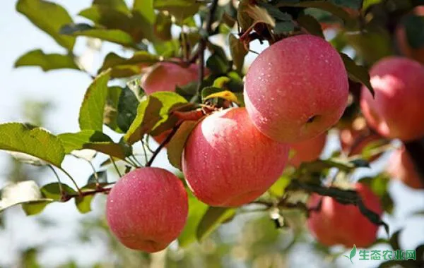 苹果棉铃虫有哪些症状，农户们该如何防治？
